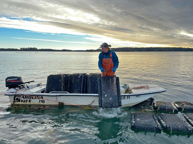 Shop Maine Oyster Farms