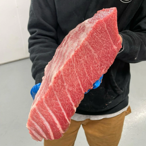 Bluefin Tuna TORO - Season Closed till June