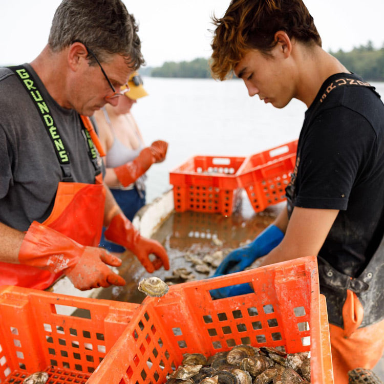 Bombazine Maine Oysters (New Meadows River, ME)