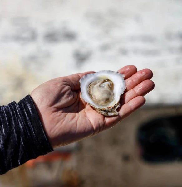 Butterfield Maine Oysters (Casco Bay, ME)