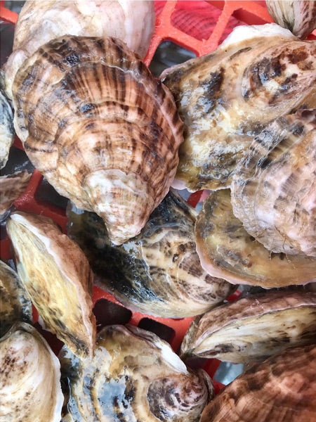 Emily's Maine Oysters (Casco Bay, ME)