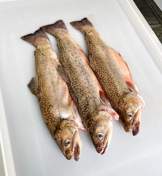 Fresh New England Brook Trout (Head-On - Butterflied/Boneless)
