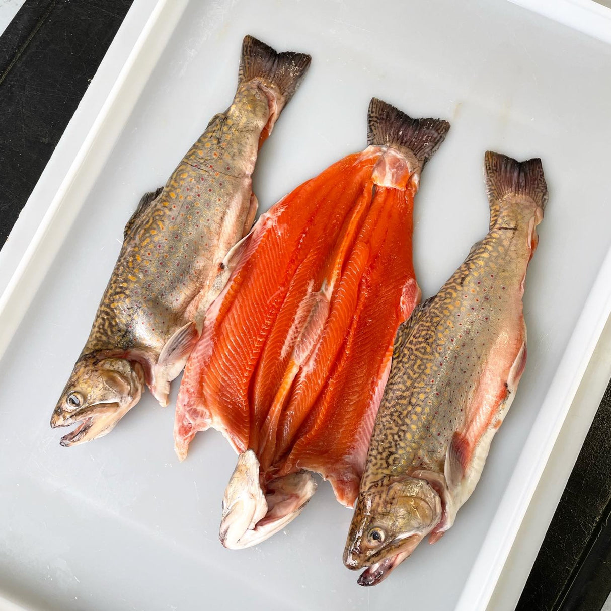 Fresh New England Brook Trout (Head-On - Butterflied/Boneless)