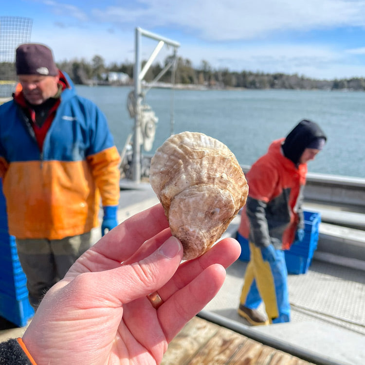 Johns River Maine Oysters (South Bristol, ME)