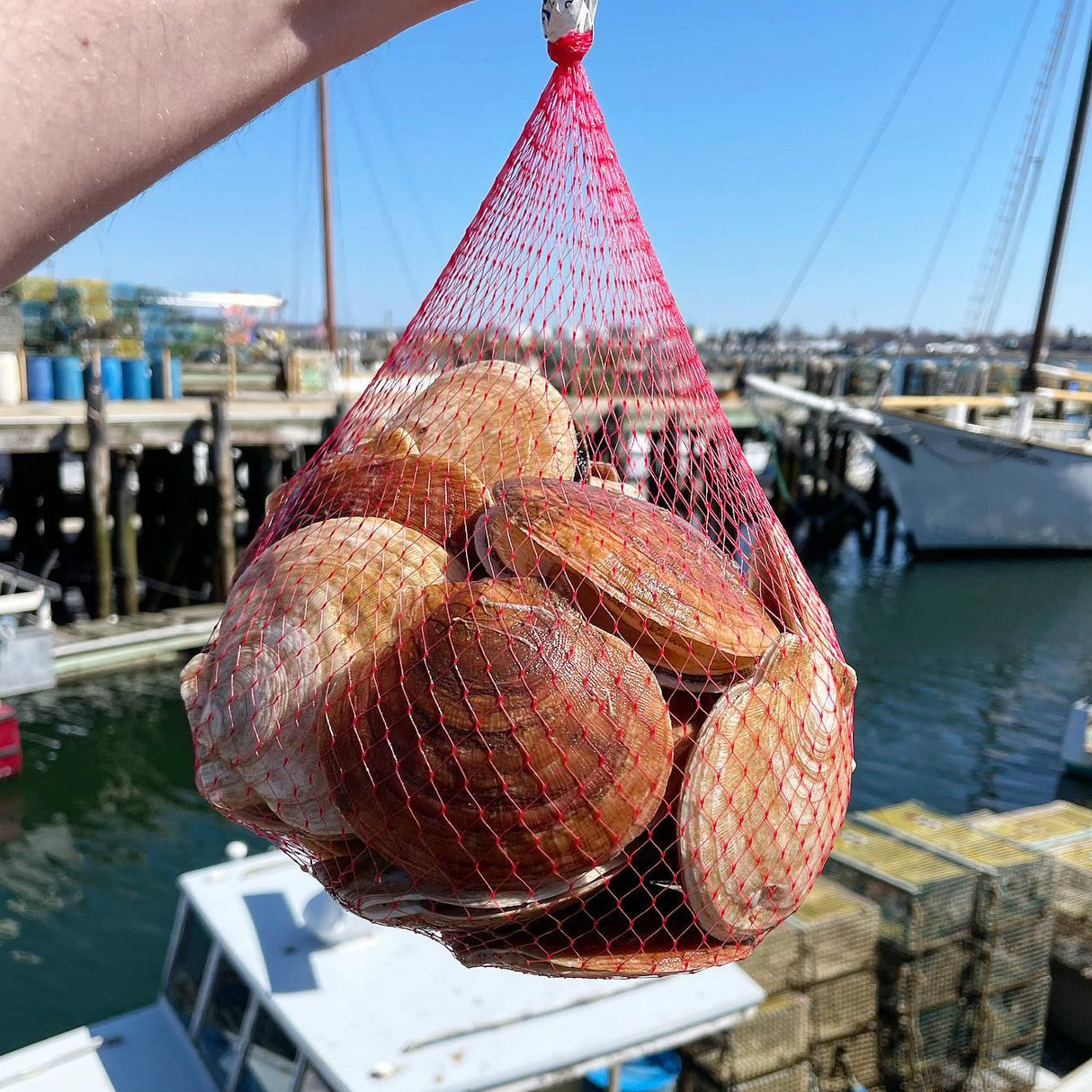 Live Maine Sea Scallops (in the shell, 10 ct)
