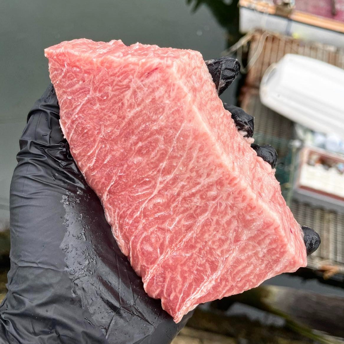 Maine Bluefin Tuna TORO (Belly) - SEASON CLOSED