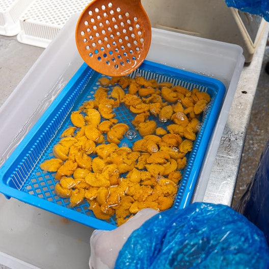 Maine Sea Urchin Roe (Sushi-Grade Uni) 5.3 Oz Tray (Season Ending)