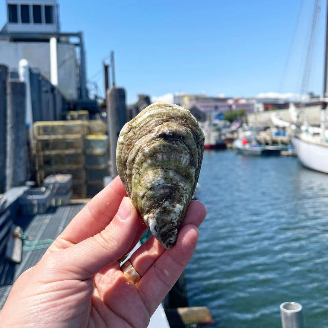 Recompense Cove Maine Oysters (Freeport, ME)