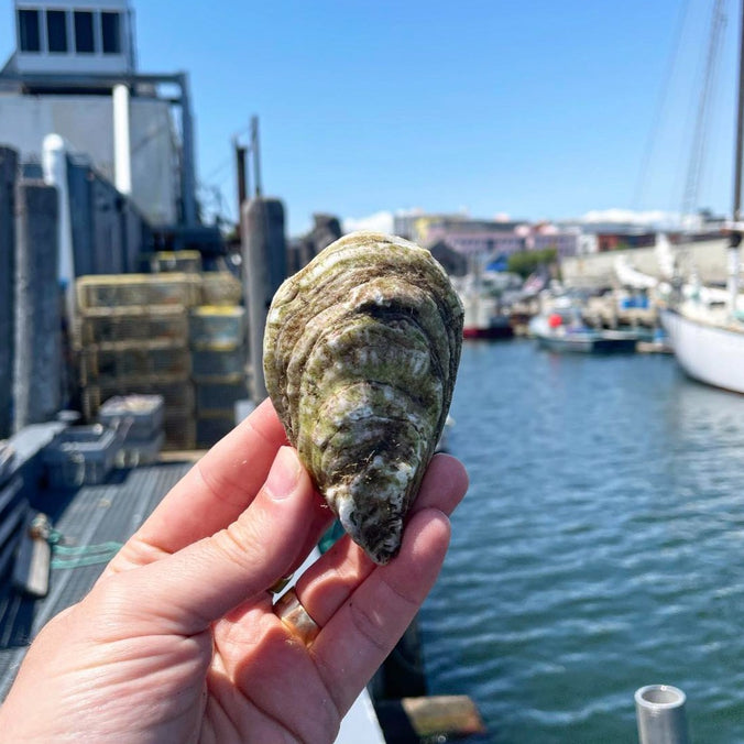 Recompense Cove Maine Oysters (Freeport, ME)