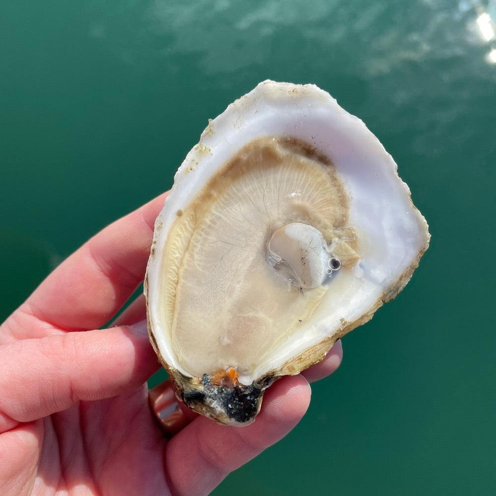 Maine Oysters — SoPo Select (25 Oysters)