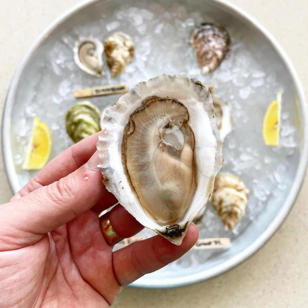Maine Oyster Duo Box (2 Great Local Farms)