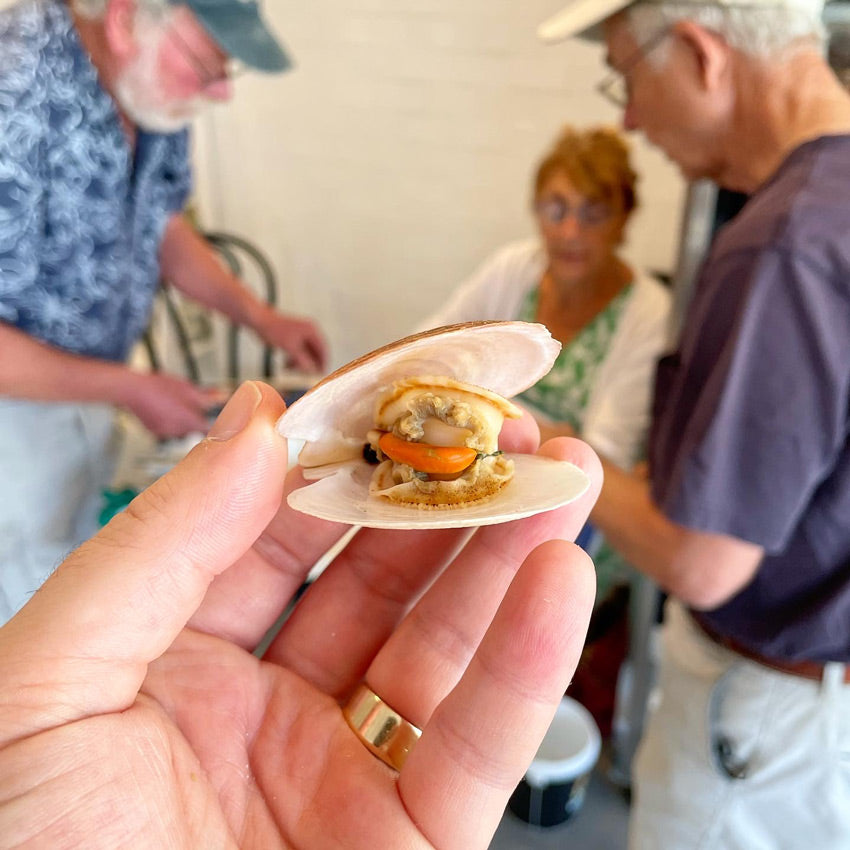 Live Maine Sea Scallops (in the shell, 10 ct)