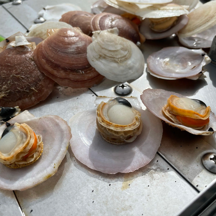 Live Maine Sea Scallops (in the shell, 10 ct)