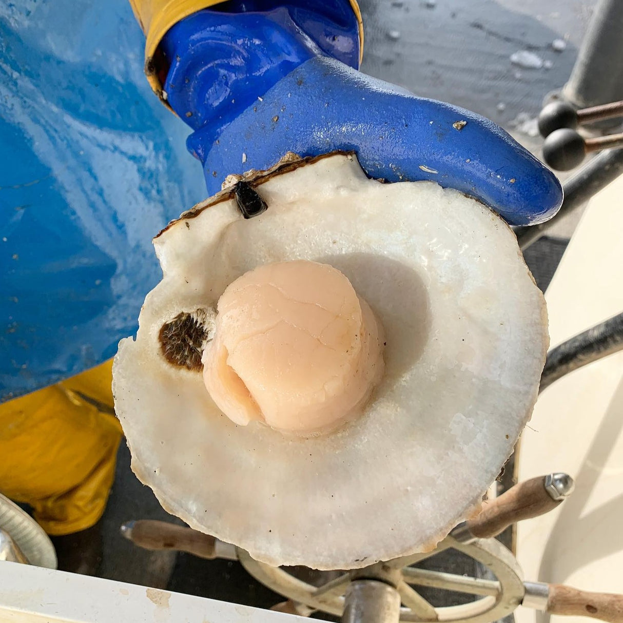 Maine Dayboat Scallops
