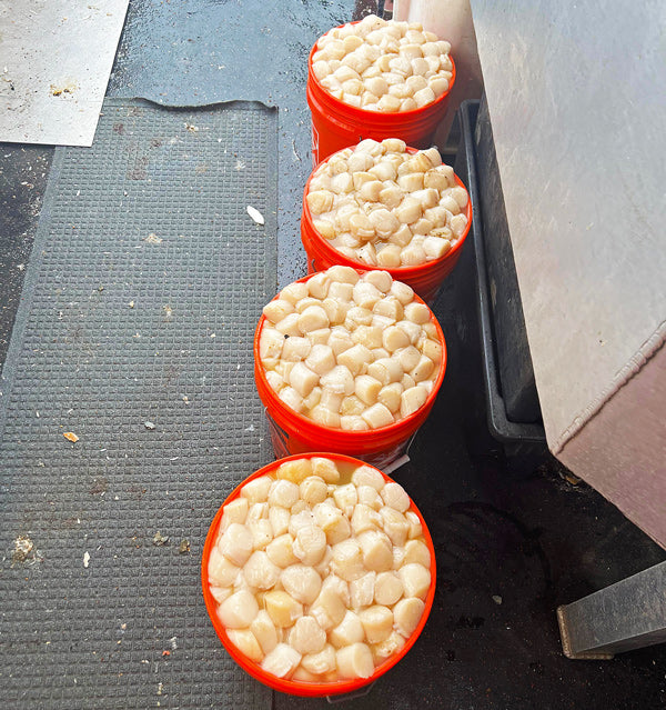 Fresh Gulf of Maine Dayboat Scallops-Season Closed