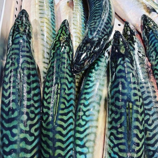 Sushi-Grade Mackerel (Currently Unavailable)
