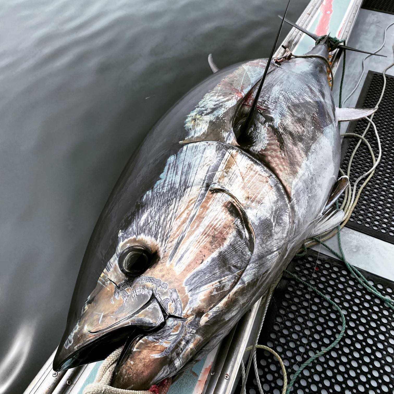 Whole Bluefin Tuna