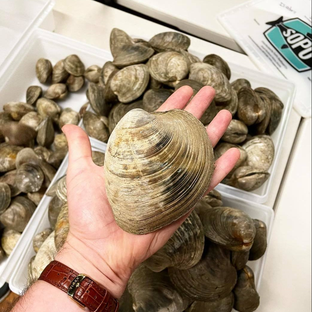 Cherry Stone Maine Clams (North Haven) - Sold Out