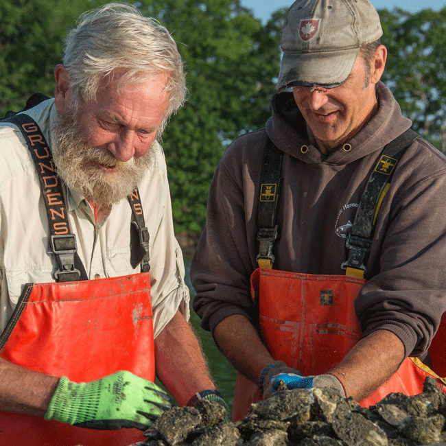 Iron Island Maine Oysters (Nice Oyster Company) - SoPo Seafood
