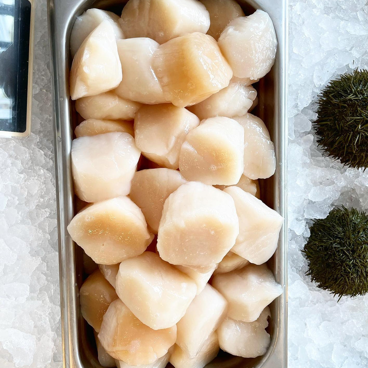 Jumbo Sea Scallops (U-15) – Sushi-Grade, Dry Packed