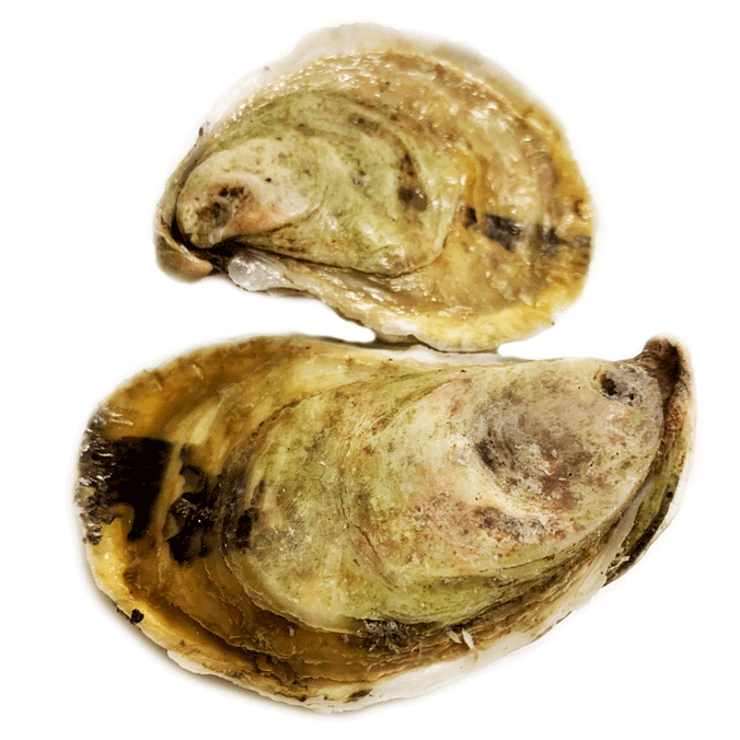 Kettle Cove Oysters - SOLD OUT