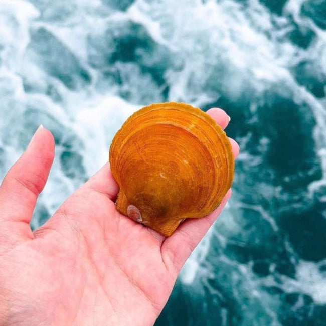 Live Maine Sea Scallops (in the shell, 10 ct)