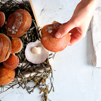 Live Maine Sea Scallops (in the shell) - Featured in the New York Times