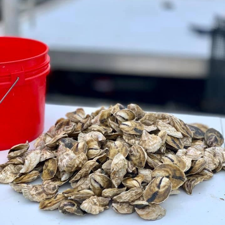 Madeleine Point Maine Oysters (Yarmouth, ME) - SOLD OUT
