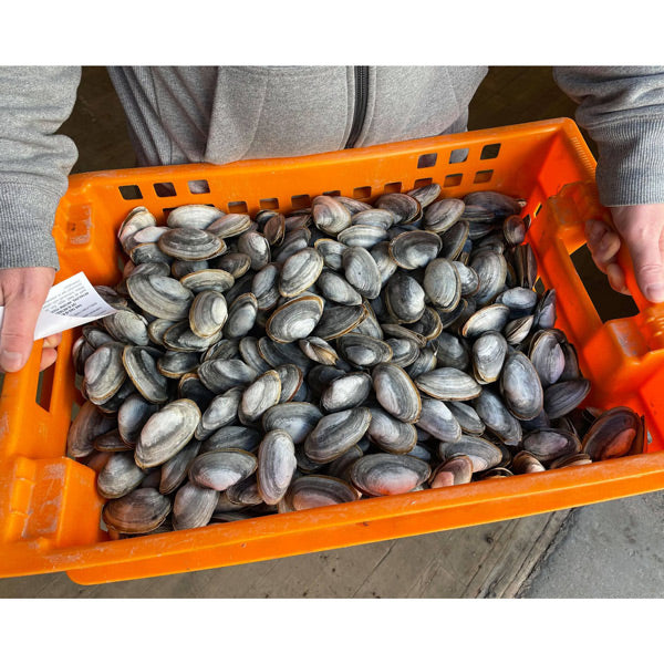 Softshell Maine Clams (Steamers) - 3 lb bag - SOLD OUT