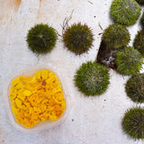 Sea Urchin Roe (Sushi-Grade Uni) 5.3 Oz Tray - Season Closed