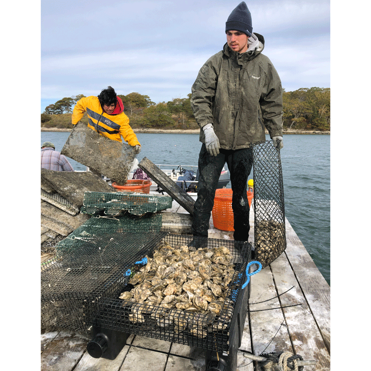 Butterfield Maine Oysters (Casco Bay, ME)