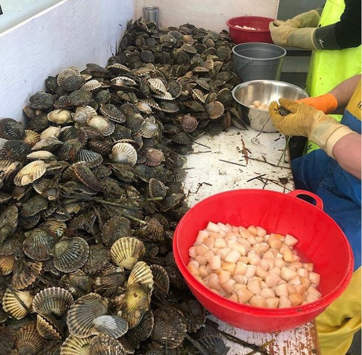 Fresh Nantucket Bay Scallops (Dry Packed/Sushi Grade) - SOLD OUT