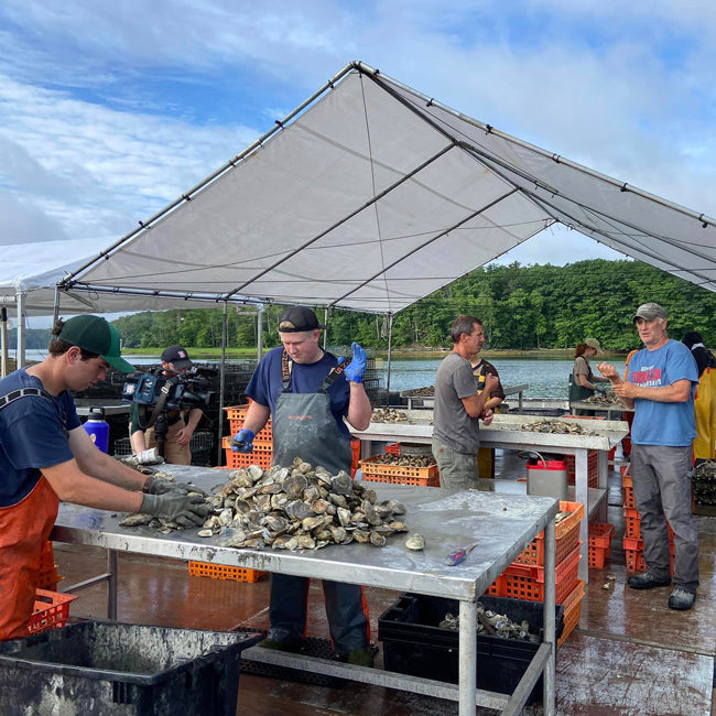 Norumbega Maine Oysters (Damariscotta River, ME) - SOLD OUT