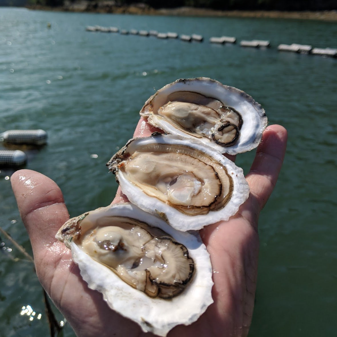 Winnegance Maine Oyster (West Bath, ME) - SOLD OUT