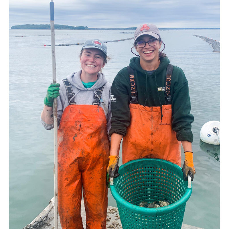 Wolfe Neck Maine Oysters (Casco Bay, ME)