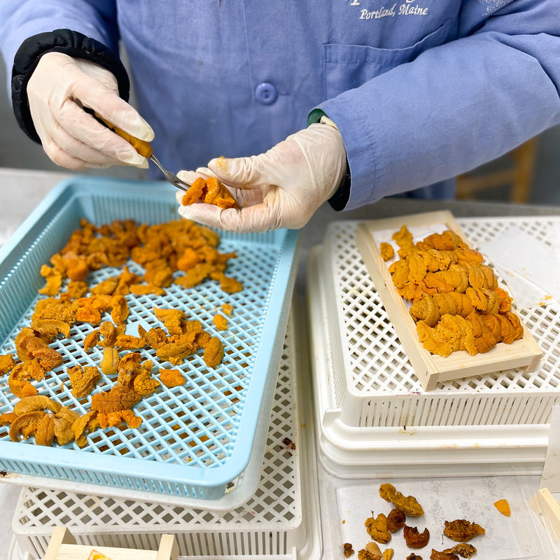 Processing Maine Sea Urchin Roe (Uni)