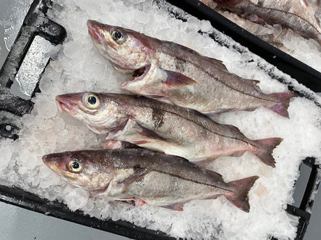 Haddock