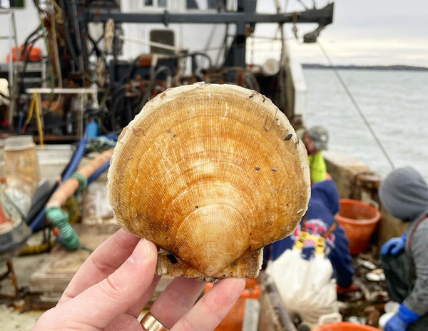 Scallops and Shrimp