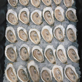 Bar Harbor Blonde Maine Oysters (Mount Desert Island, ME)