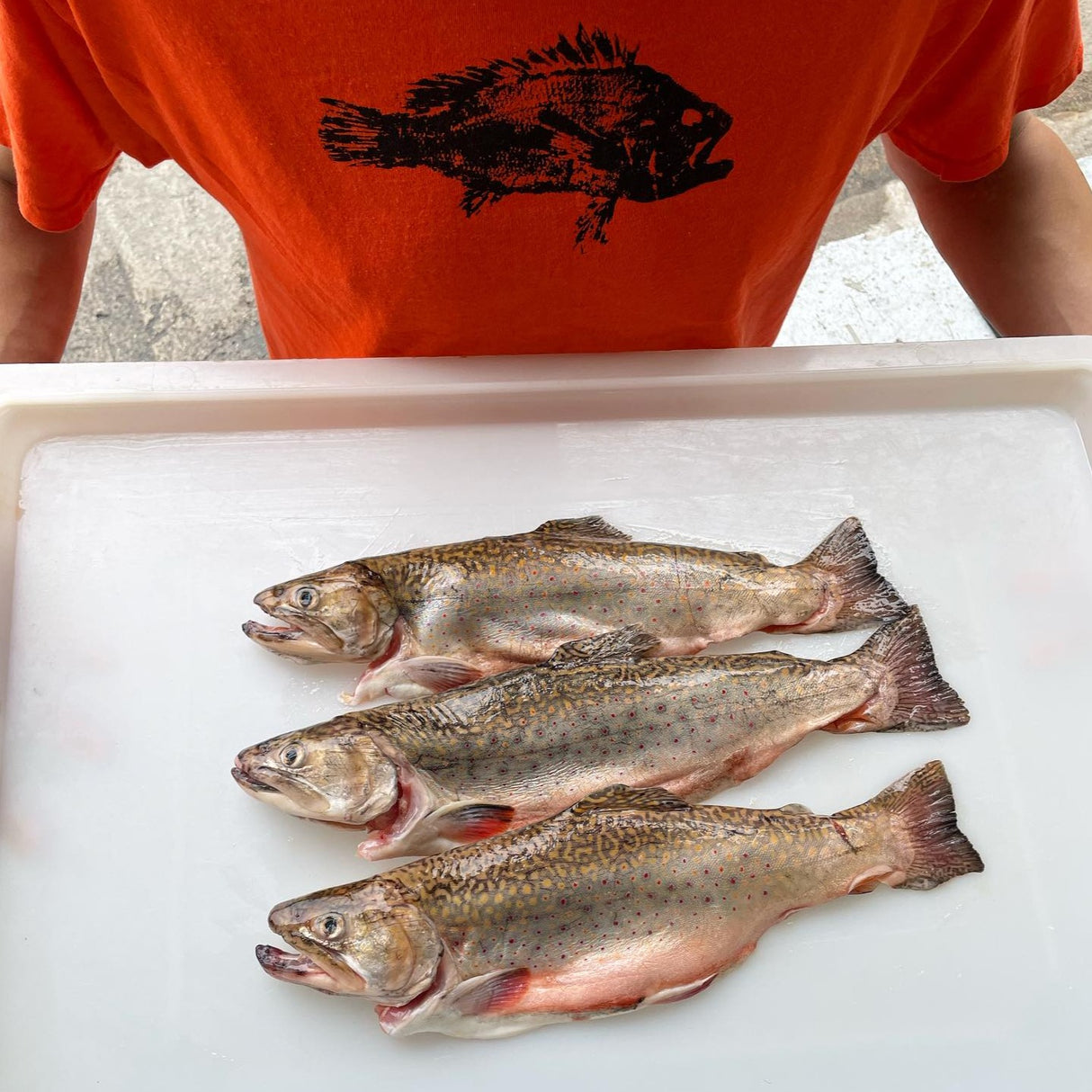 Fresh New England Brook Trout (Head-On - Butterflied/Boneless)