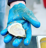 Cora Cressy Oysters (Bremen, ME) 25 Oysters