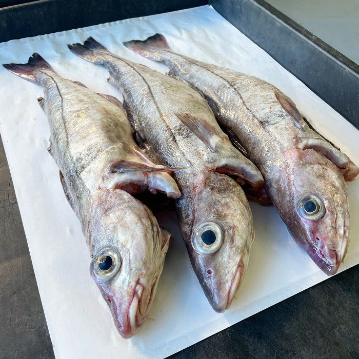 Fresh Gulf of Maine Haddock Fillet (Sustainable Fishery/Never Frozen)