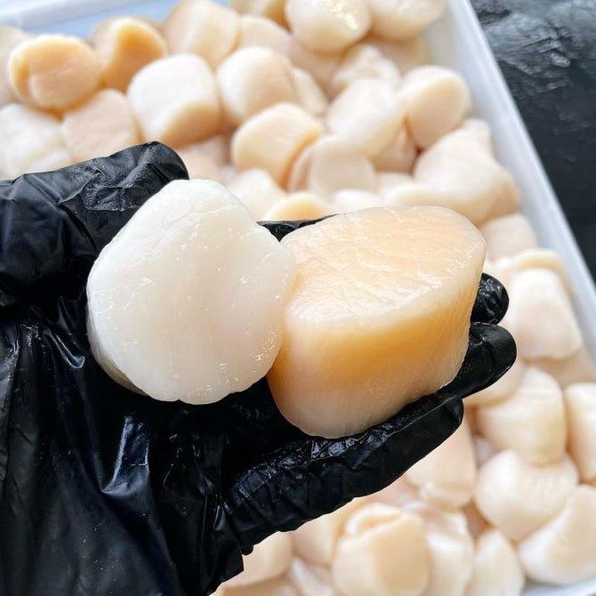 Atlantic Sea Scallops (1 lb, 10/20 ct) — Dry-Packed, Sushi-Grade