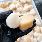 Atlantic Sea Scallops (1 lb, 10/20 ct) — Dry-Packed, Sushi-Grade