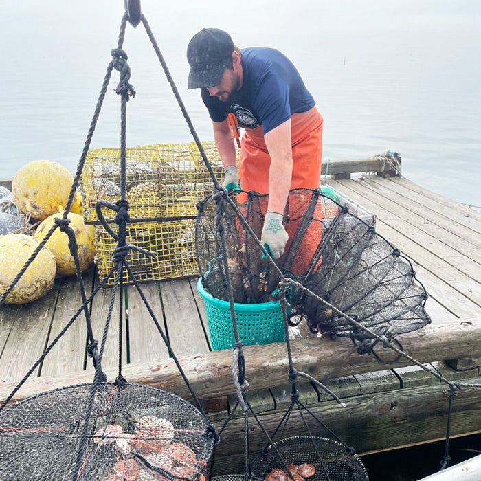 Live Maine Sea Scallops (in the shell)