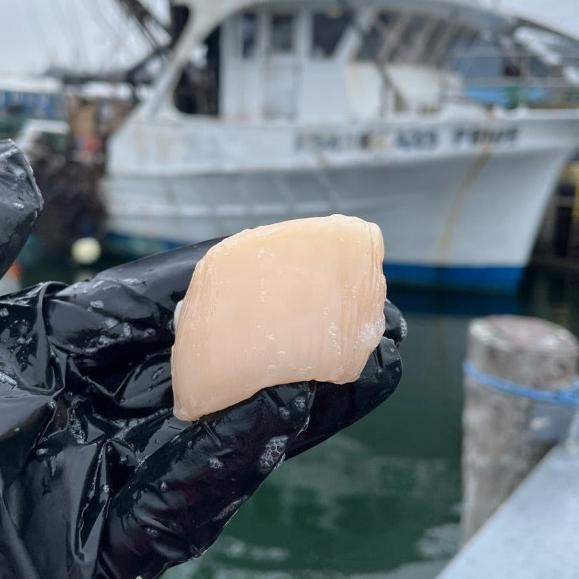 Maine Dayboat Scallops