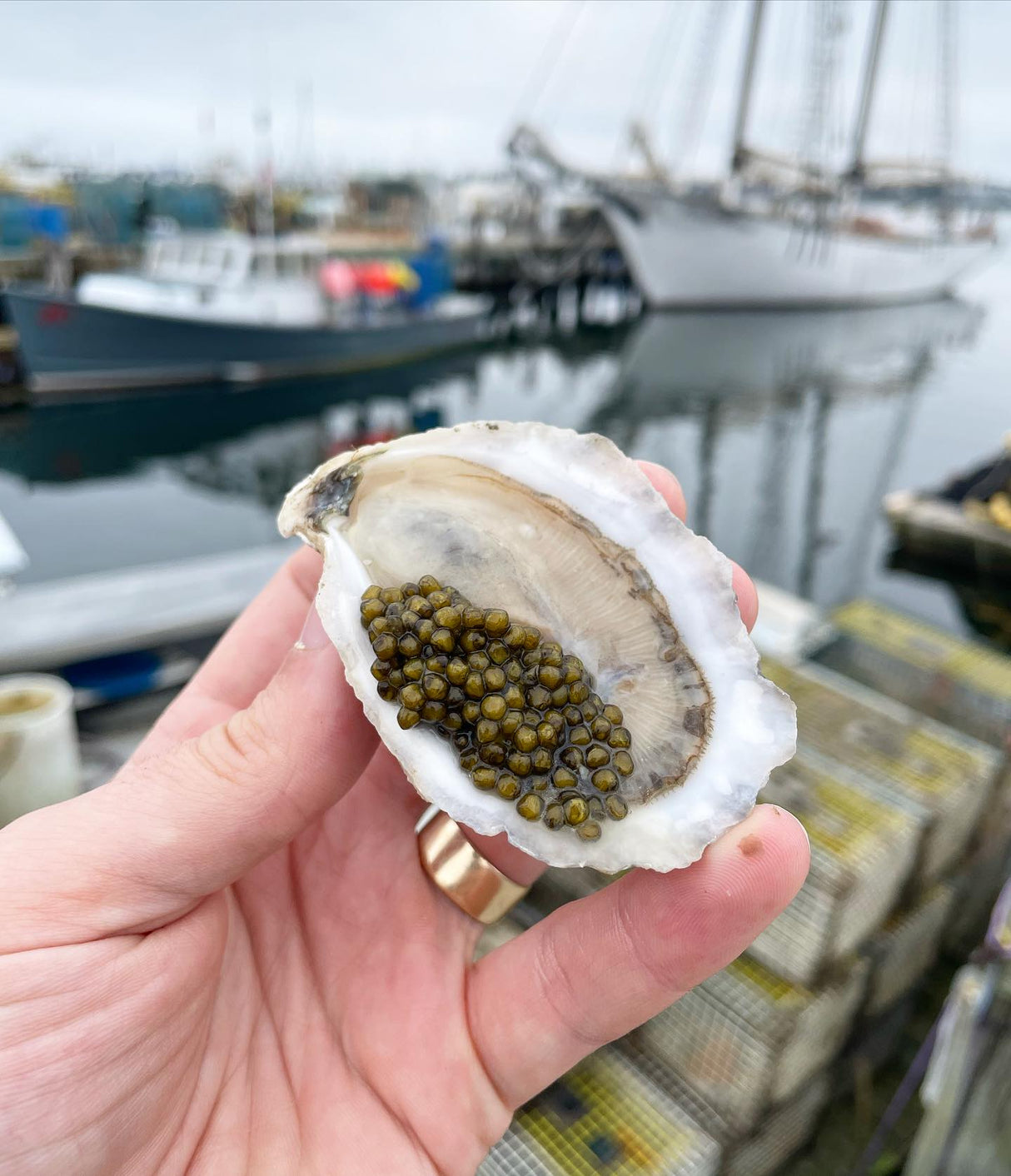 Maine Oyster & Caviar Kit