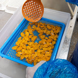 Maine Sea Urchin Roe (Sushi-Grade Uni) 5.3 Oz Tray (Season Ending)