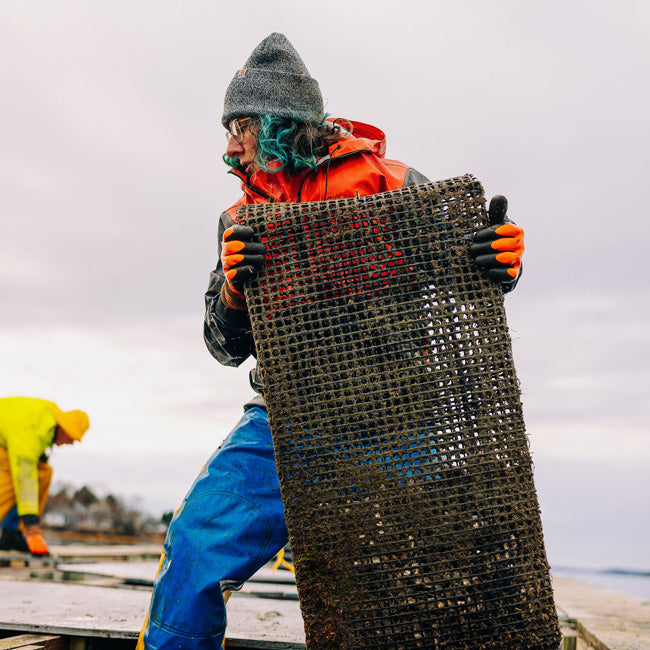 Mere Point Maine Oysters (Brunswick, ME) 25 Oysters