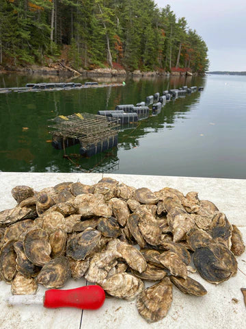 Merritt Island Maine Oysters (West Bath, ME)